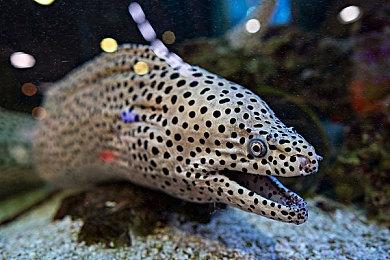 《最终幻想14》新生活品将实装 之前热议粗劣葡萄回归